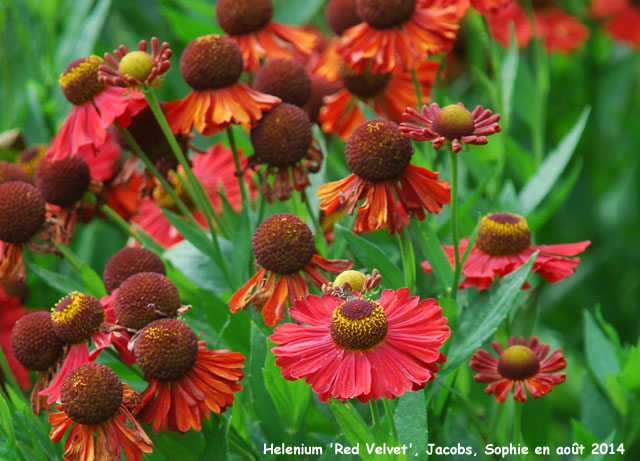 Helenium 'Red Velvet'