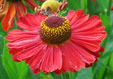 Helenium 'Red Velvet'