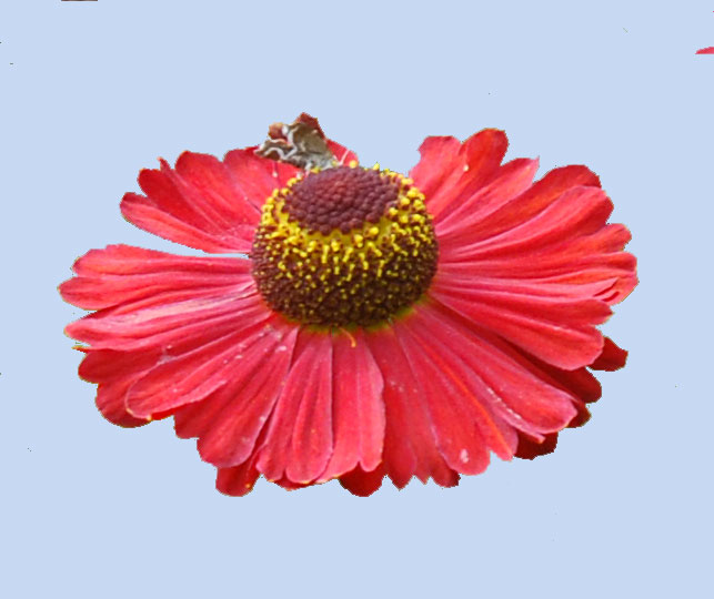Helenium 'Red Velvet'