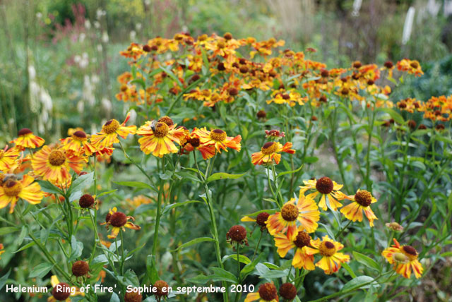 Helenium 'Ring of Fire'