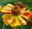 Helenium 'Ring of Fire'