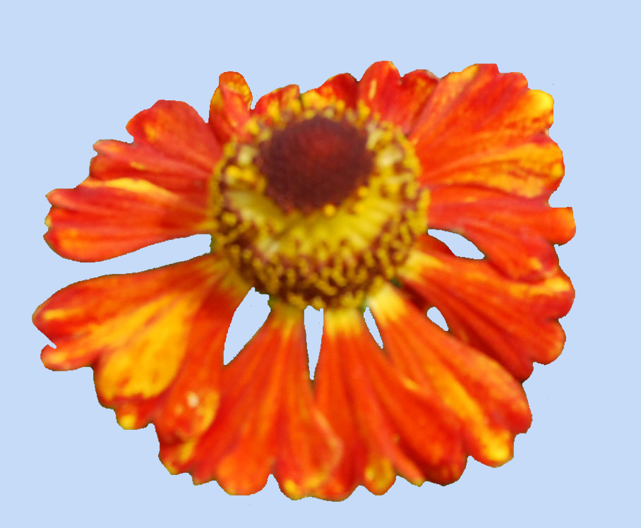 Helenium 'Riverton Gem'