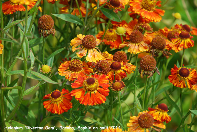 Helenium 'Rverton Gem'