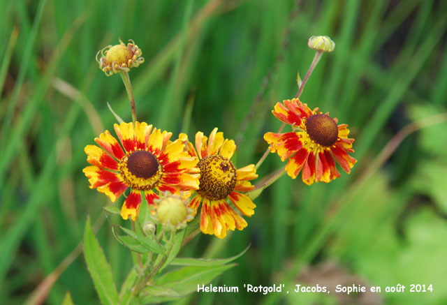 Helenium 'Rotgold'