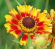 Helenium 'Rotgold'