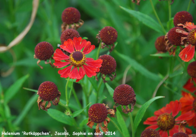 Helenium 'Rotkäppchen'