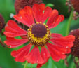 Helenium 'Rotkäppchen'