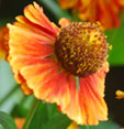 Helenium 'Rubinkuppel'