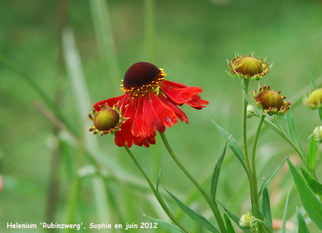 Helenium 'Rubinzwerg'