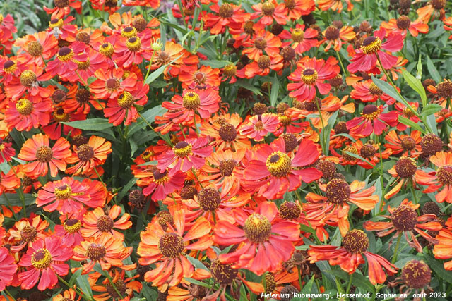 Helenium 'Rubinzwerg'