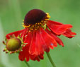 Helenium 'Rubinzwerg'