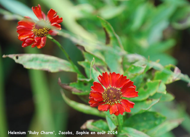 Helenium 'Ruby Charm'