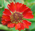 Helenium 'Ruby Charm'