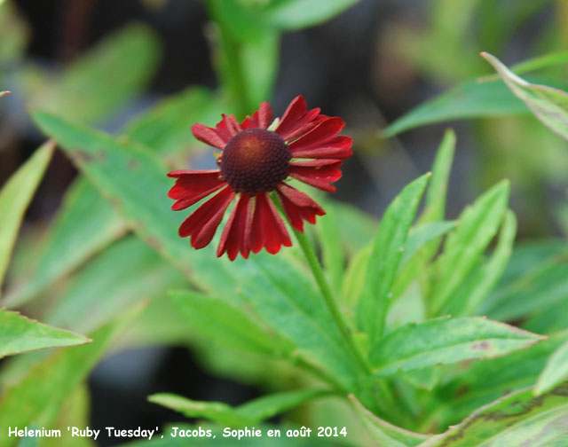 Helenium 'Ruby Tuesday'