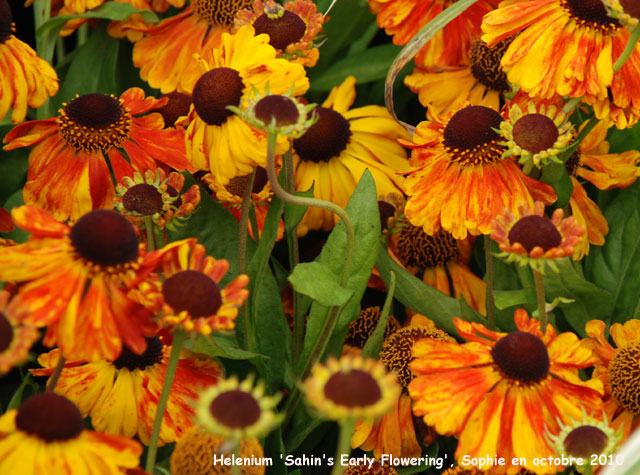 Helenium 'Sahin's Early Flowering'