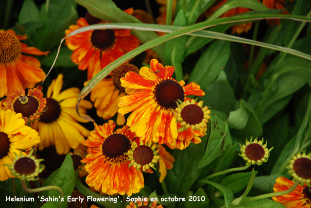 Helenium 'Sahin's Early Flowering'