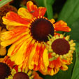 Helenium 'Sahin's early Flowering'