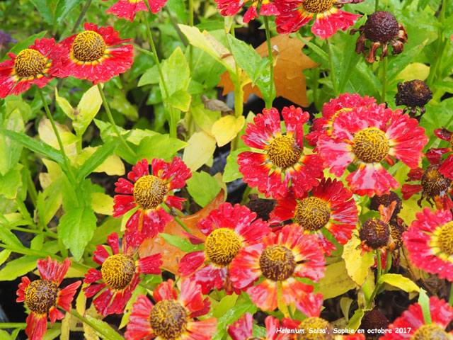 Helenium 'Salsa'