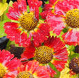 Helenium autumnale 'Salsa'