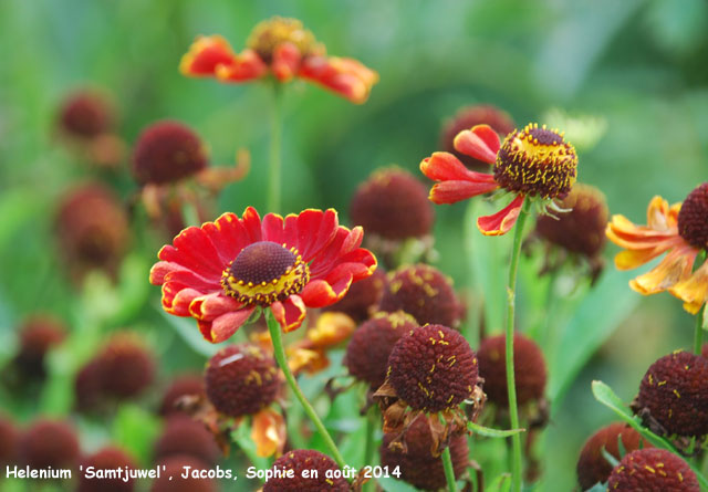 Helenium 'Samtjuwel'