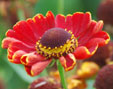 Helenium 'Samtjuwel'