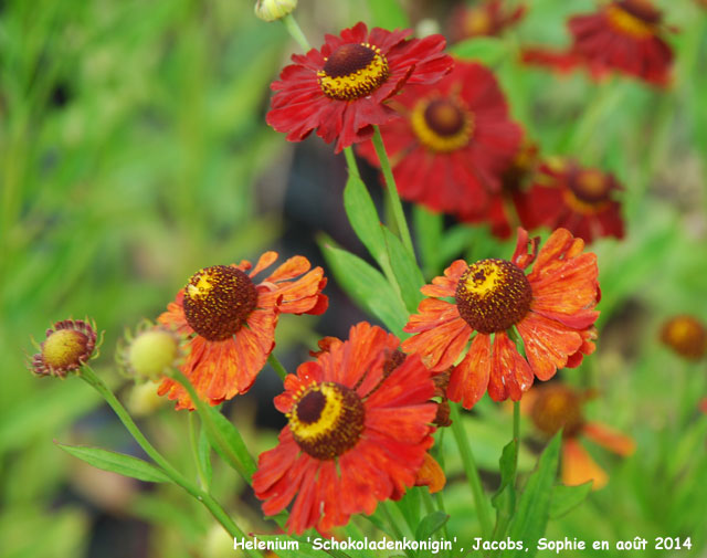 Helenium 'Schokoladenkonigin'