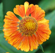 Helenium 'Septemberfuchs'