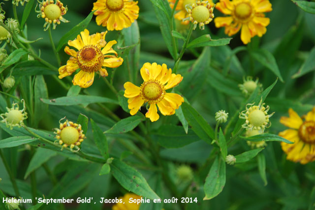 Helenium 'Septembergold'