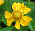 Helenium 'Septembergold'