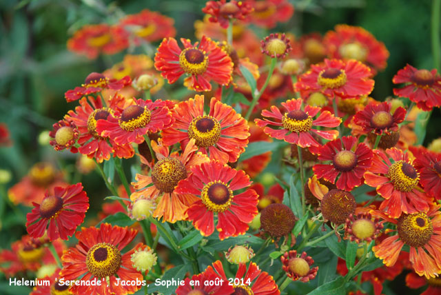 Helenium 'Serenade'