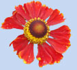 Helenium 'Serenade'