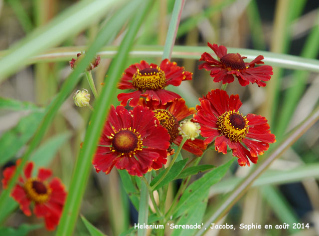 Helenium 'Serenade'