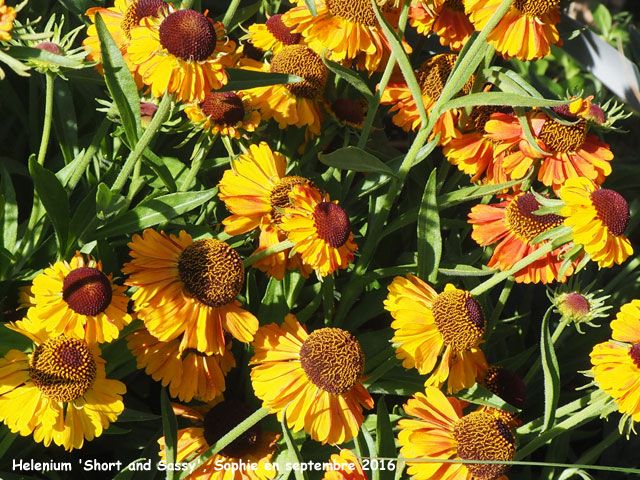 Helenium 'Short and Sassy'