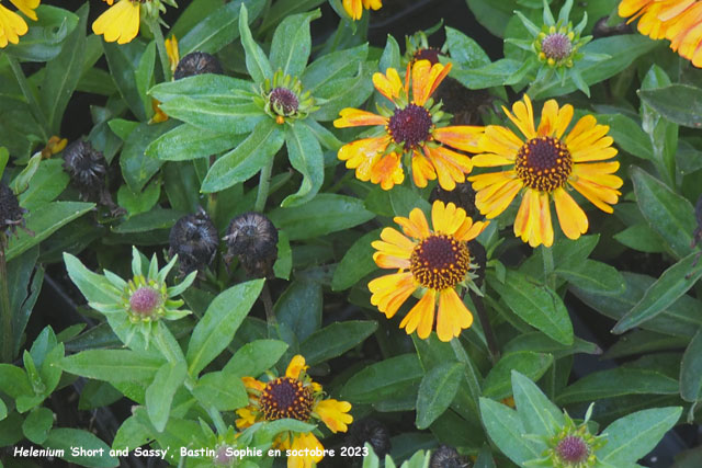 Helenium 'Short and Sassy'