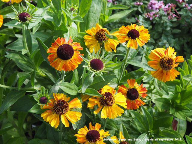 Helenium 'Short and Sassy'