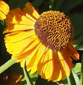 Helenium 'Short and Sassy'