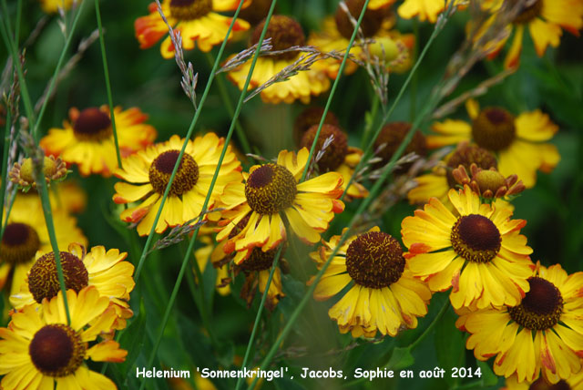 Helenium 'Sonnenkringel'