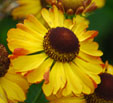 Helenium 'Sonnenkringel'