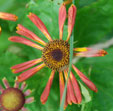 Helenium 'Tie Dye'