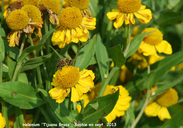 Helenium 'Tijuana Brass'