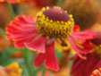 Helenium 'Tresahor Red'