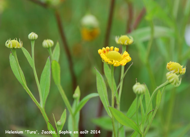Helenium 'Tura'