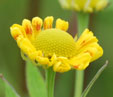 Helenium 'Tura'