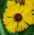 Helenium 'Two-Faced-Fan'