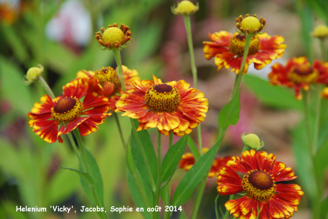 Helenium 'Vicky'