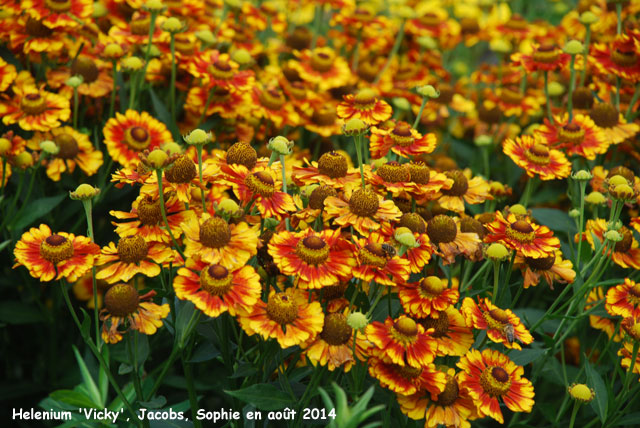 Helenium 'Vicky'