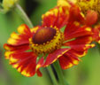 Helenium 'Vicky'