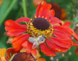 Helenium 'Vivace'