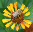 Helenium 'Wagon Wheel'