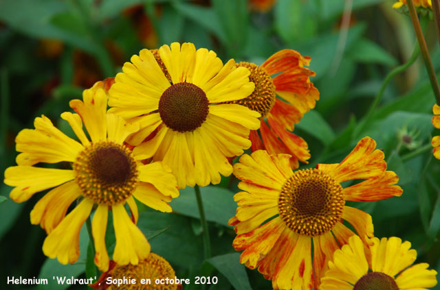 Helenium 'Walraut'